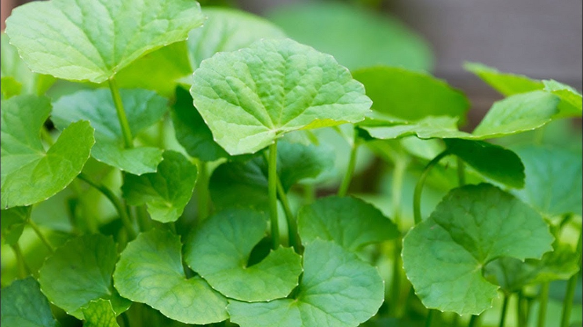  Daun  Pegagan  Atau Centella Asiatica Manfaat Untuk 